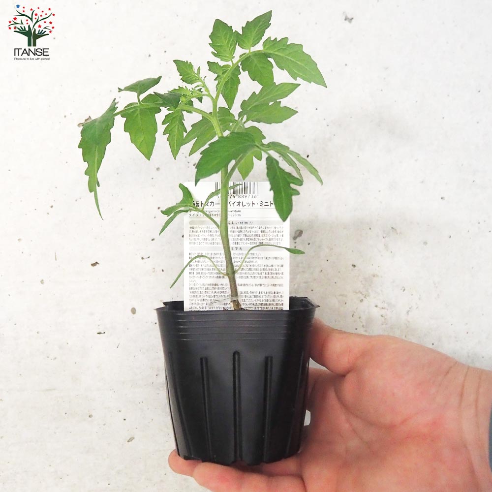 ミニトマトの苗 トスカーナバイオレット 接木苗【野菜の苗 9cmポット 2個～】