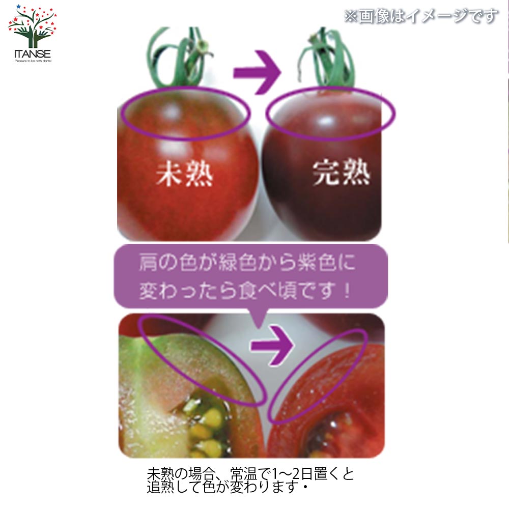 ミニトマトの苗 トスカーナバイオレット 接木苗【野菜の苗 9cmポット 2個～】