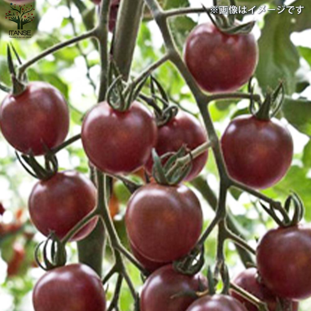 ミニトマトの苗 トスカーナバイオレット 接木苗【野菜の苗 9cmポット 2個～】