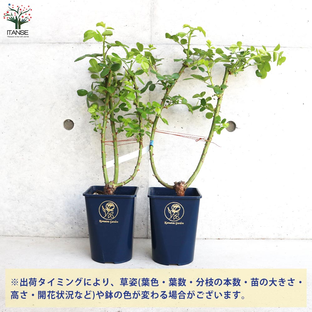 四季咲き性つる薔薇 アンジェラ【花苗 5号角鉢新苗／1個売り