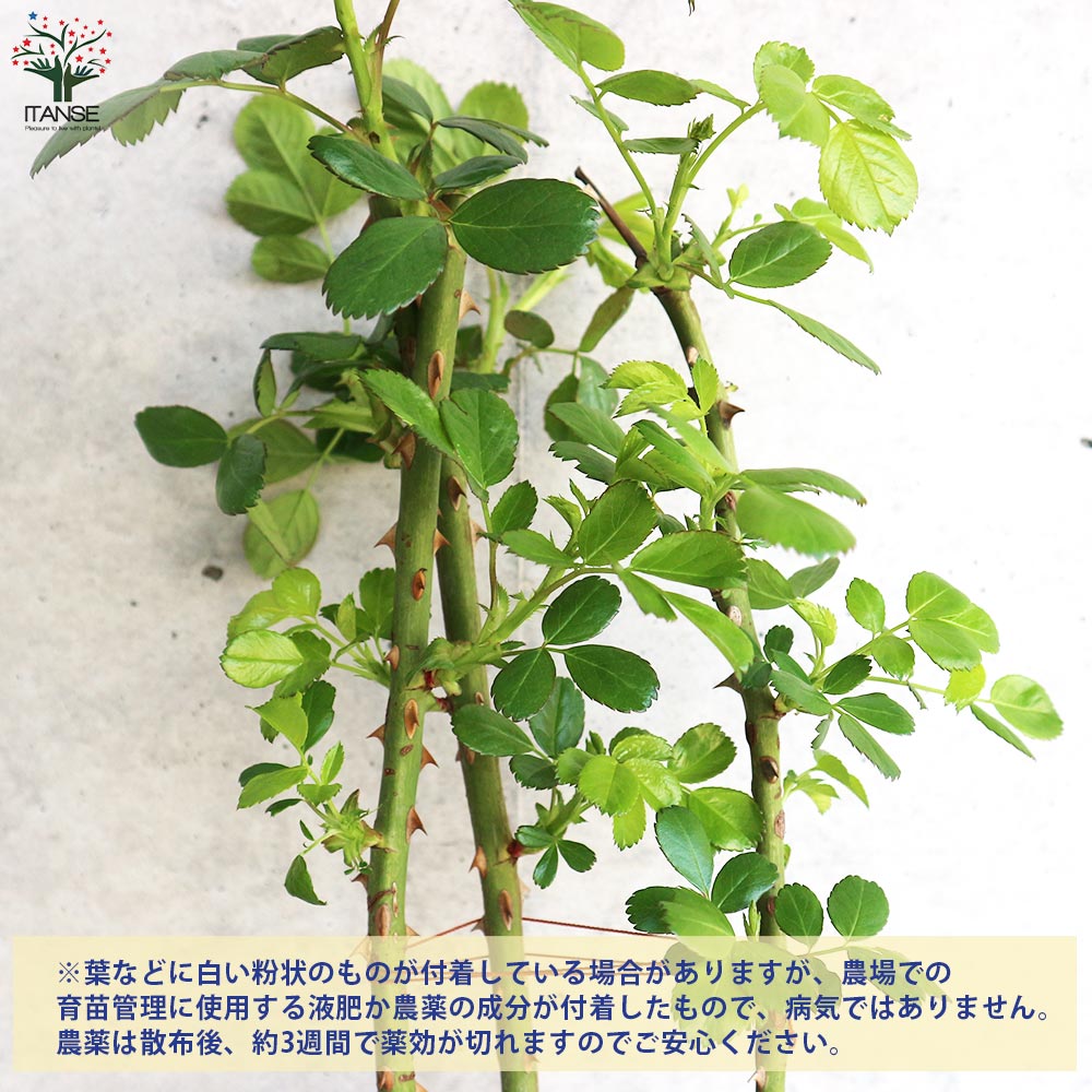 四季咲き性つる薔薇 アンジェラ【花苗 5号角鉢新苗／1個売り