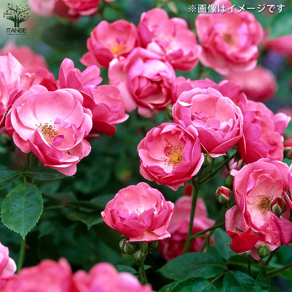 四季咲き性つる薔薇 アンジェラ【花苗 5号角鉢新苗／1個売り