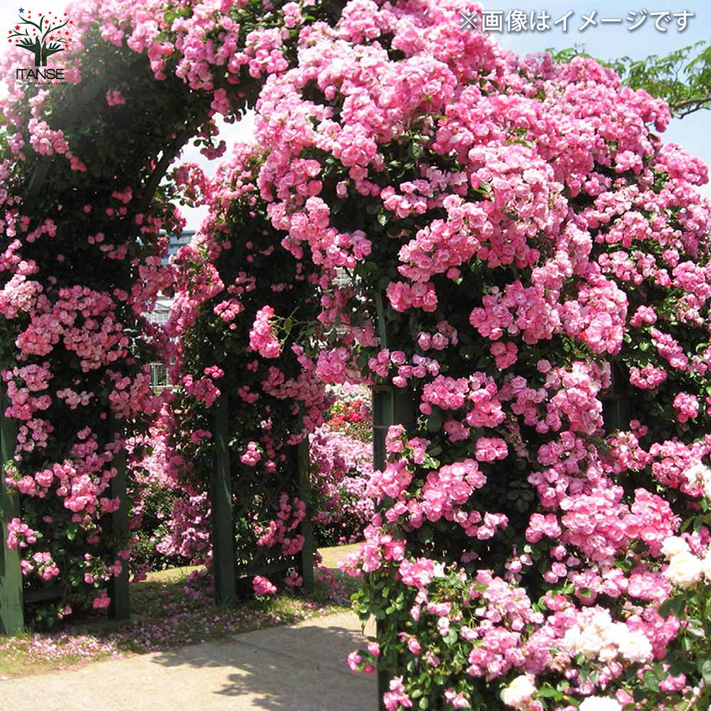 四季咲き性つる薔薇 アンジェラ【花苗 5号角鉢新苗／1個売り