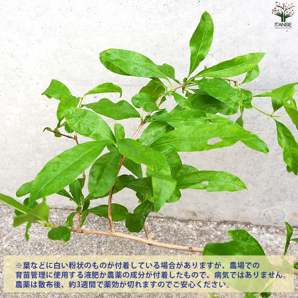 ザクロの苗木 品種：水晶【果樹の苗 12cmポット(大実ザクロ) 2