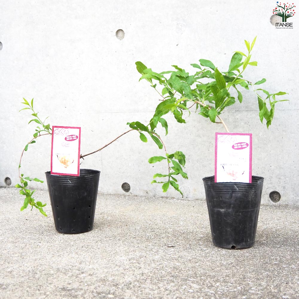 ザクロの苗木 品種：水晶【果樹の苗 12cmポット(大実ザクロ) 2年生