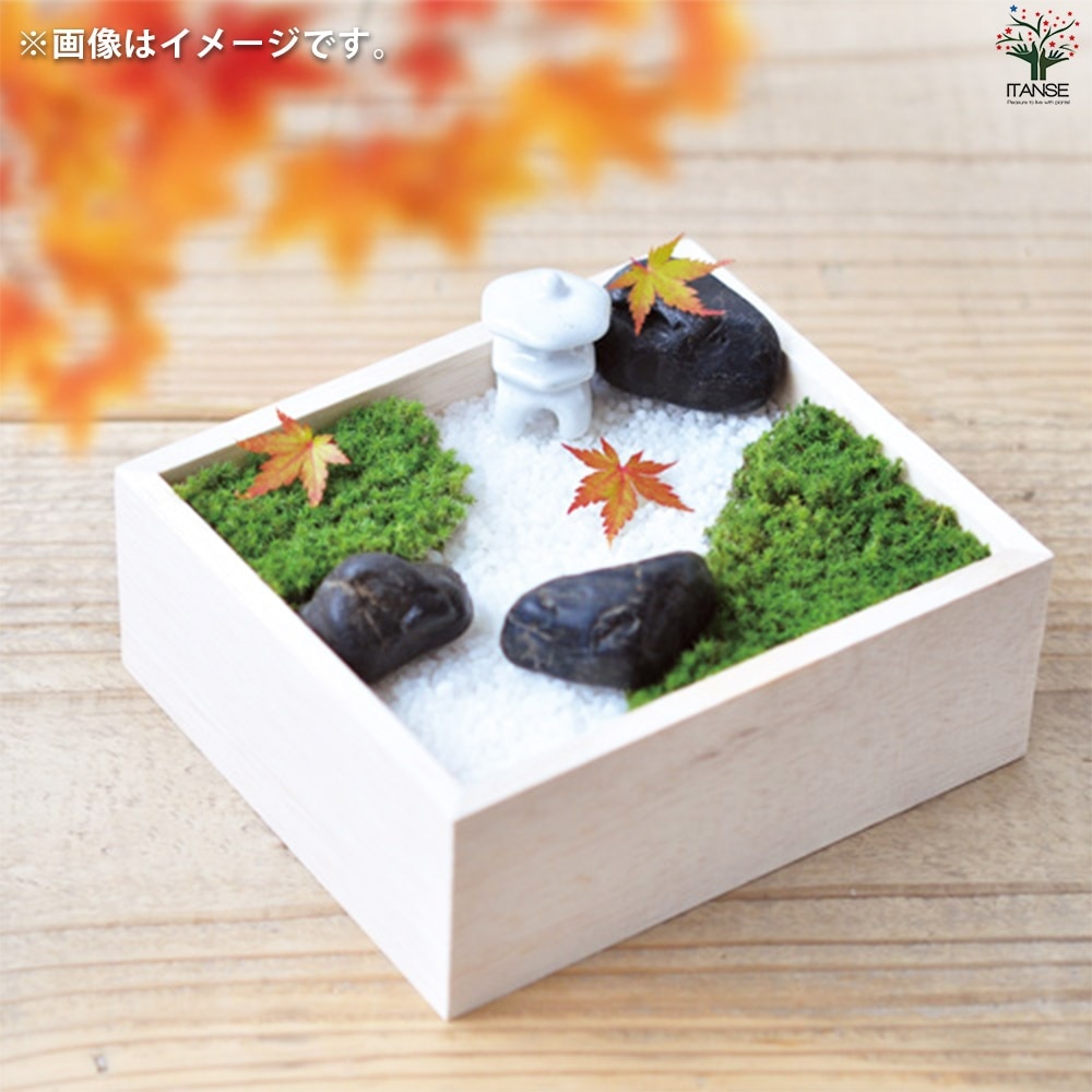 栽培セット コケ 苔盆【盆栽／1個売り】｜ 【植物のITANSE】全品
