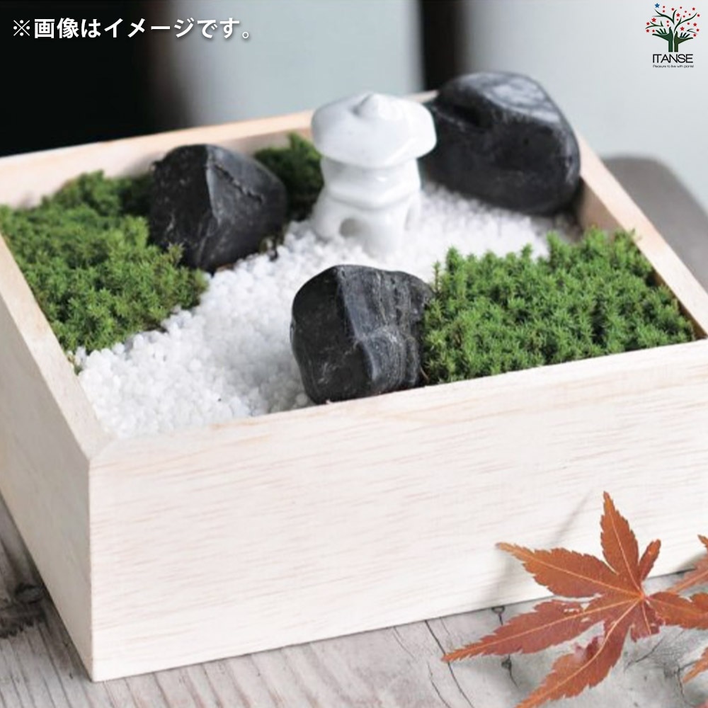 栽培セット コケ 苔盆【盆栽／1個売り】｜ 【植物のITANSE】全品