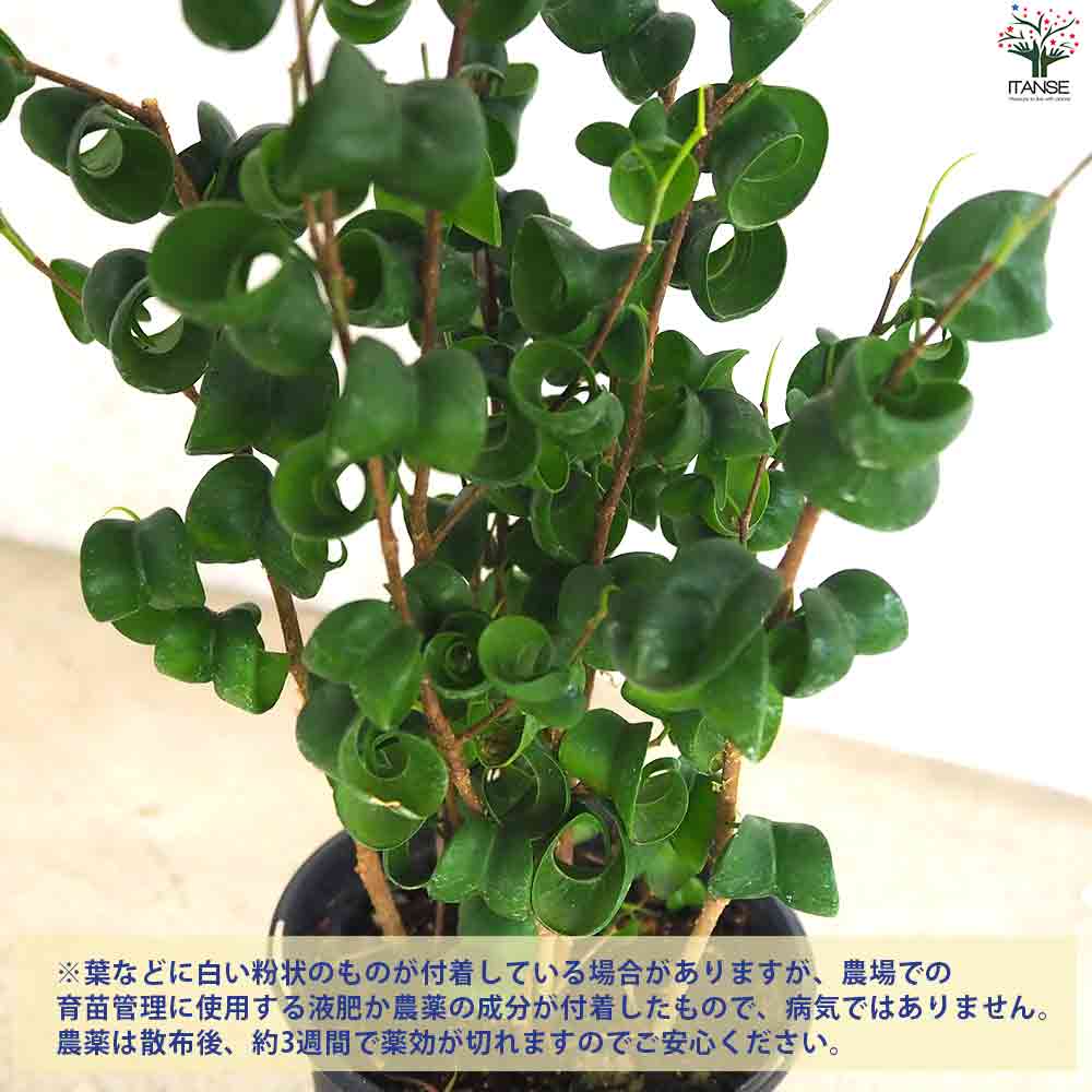 ベンジャミナ バロック 【観葉植物 3.5号ポット】｜ 【植物の