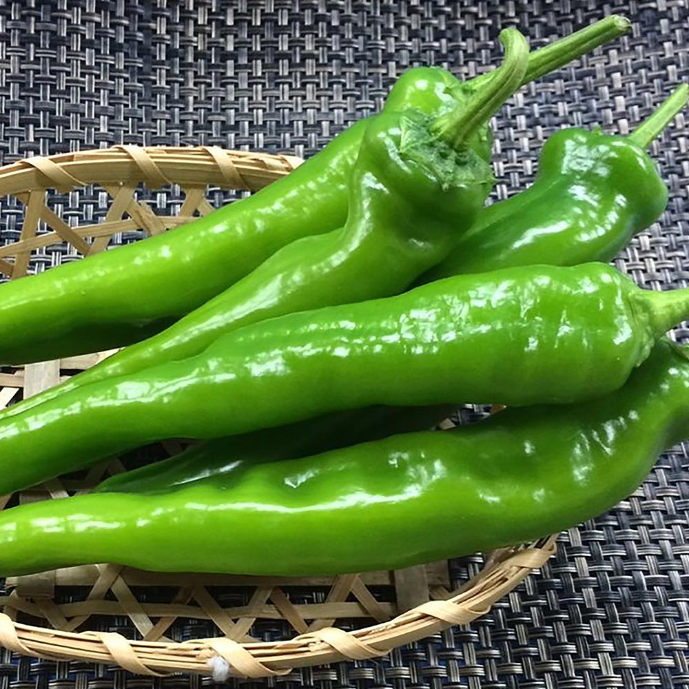 万願寺とうがらし 接ぎ木苗2個～【野菜 接木苗9cmポット】