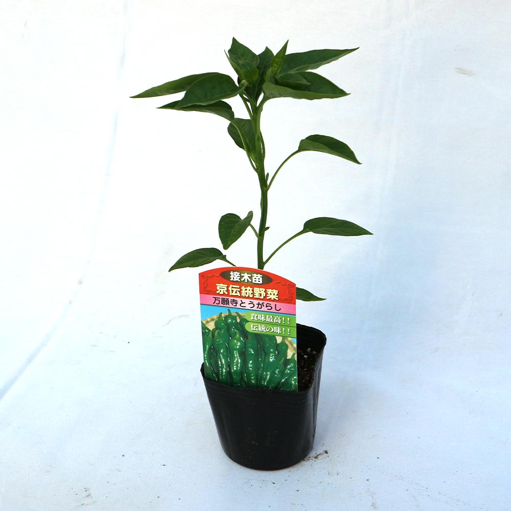 万願寺とうがらし 接ぎ木苗2個～【野菜 接木苗9cmポット】