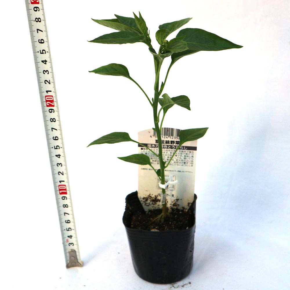 万願寺とうがらし 接ぎ木苗2個～【野菜 接木苗9cmポット】