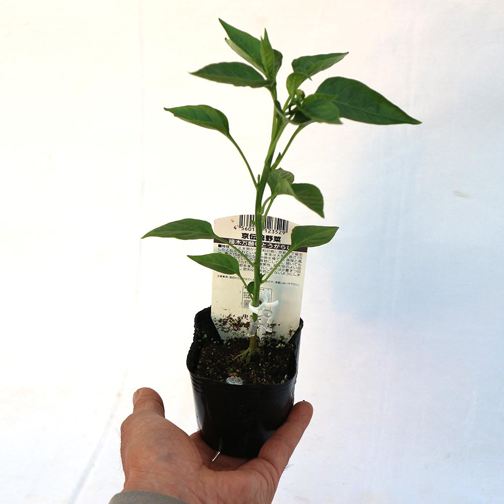 万願寺とうがらし 接ぎ木苗2個～【野菜 接木苗9cmポット】