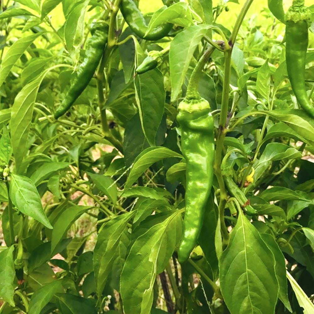 万願寺とうがらし 接ぎ木苗2個～【野菜 接木苗9cmポット】