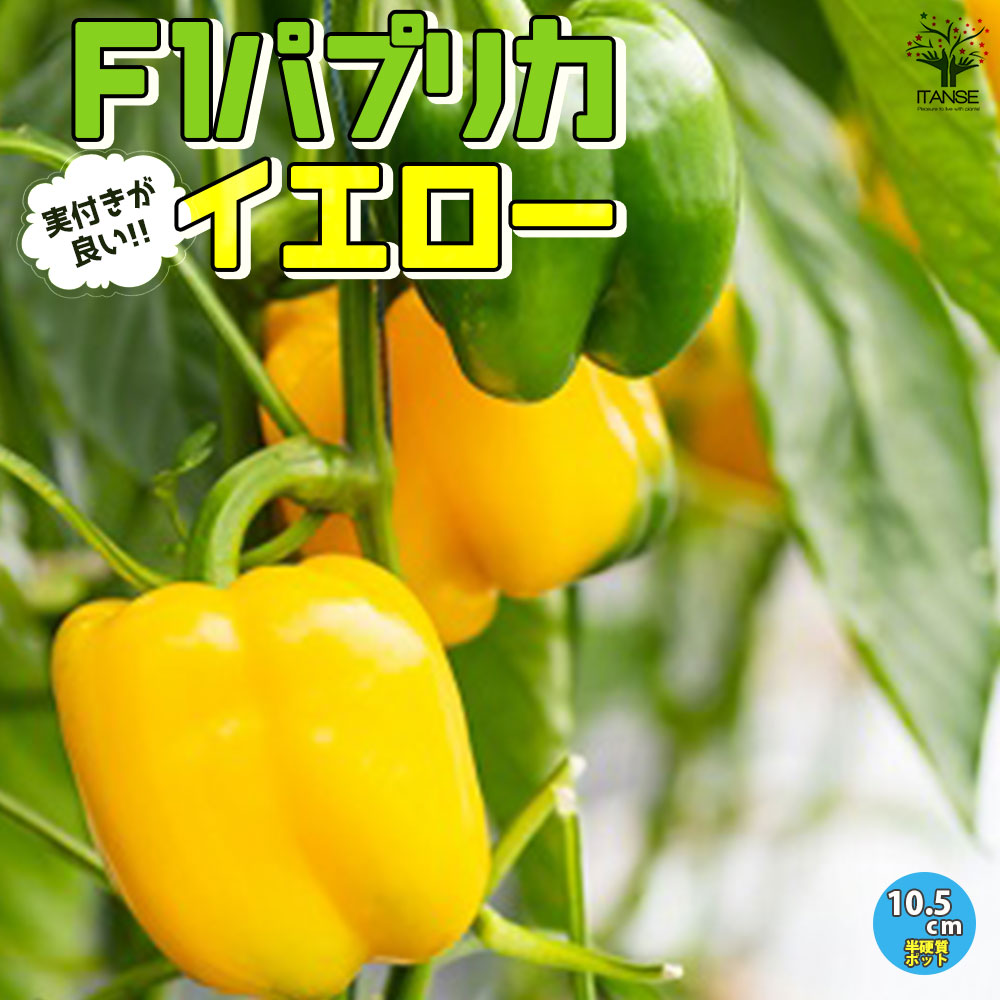 F1パプリカの苗 イエロー 実付きが良い2個～【野菜の苗 10.5cmポット 自根苗】