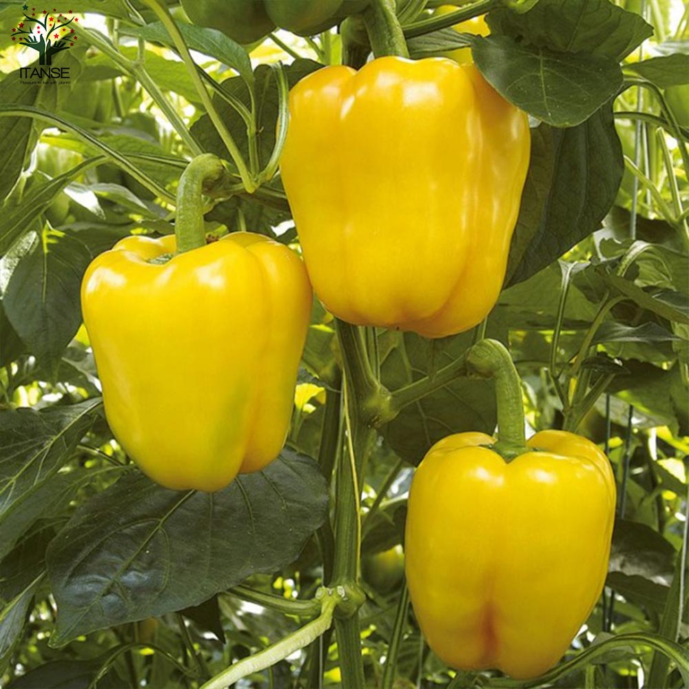 F1パプリカの苗 イエロー 実付きが良い2個～【野菜の苗 10.5cmポット 自根苗】