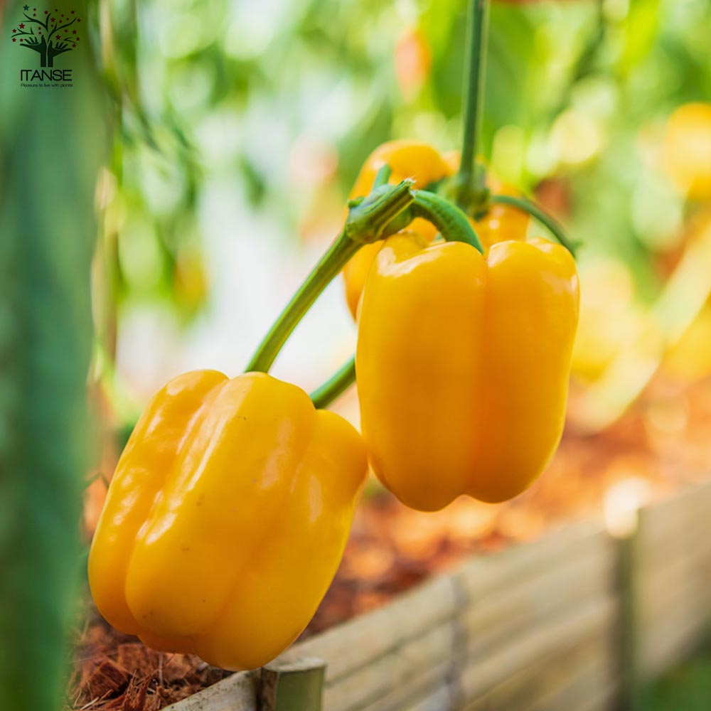 F1パプリカの苗 イエロー 実付きが良い2個～【野菜の苗 10.5cmポット 自根苗】