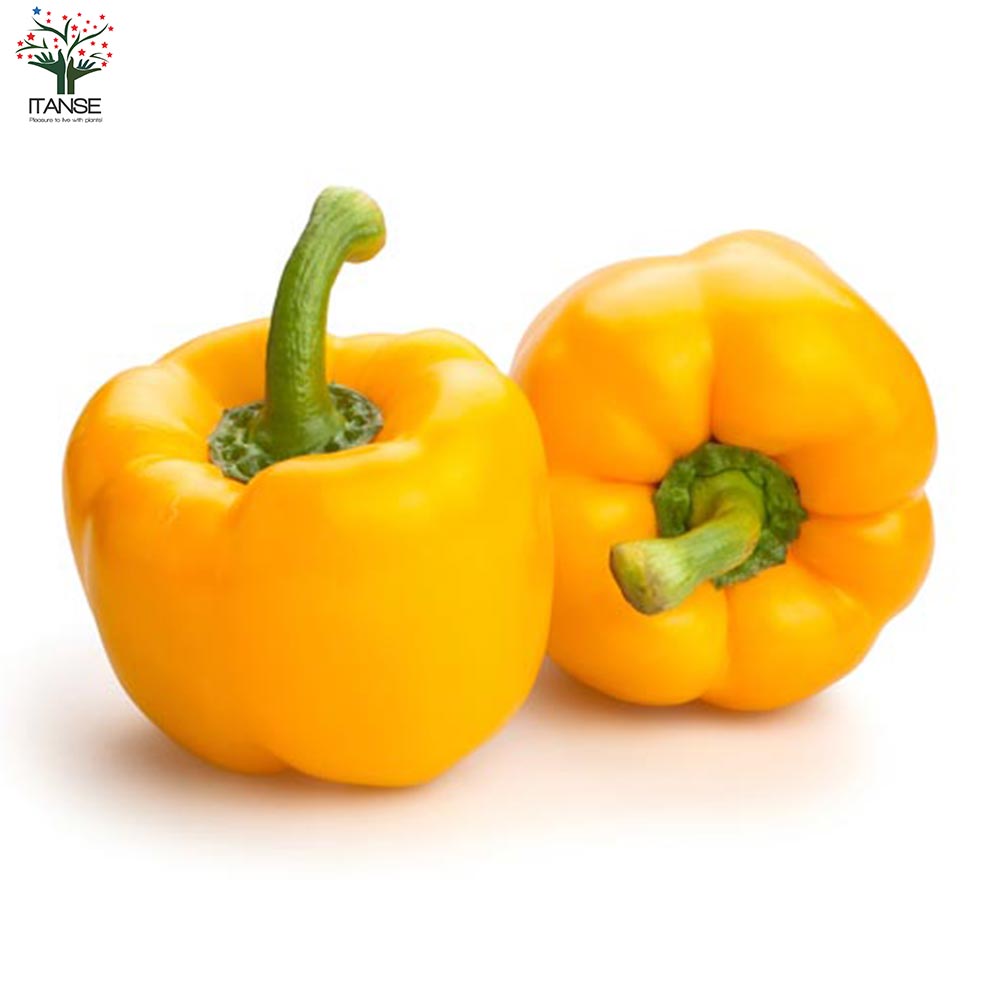 F1パプリカの苗 イエロー 実付きが良い2個～【野菜の苗 10.5cmポット 自根苗】