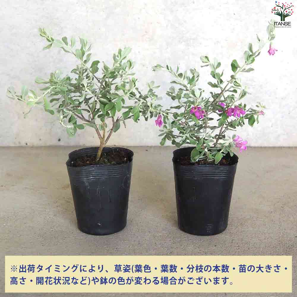 ユウさん確認用 レウコフィルム 71y0Pu2NvsL._UF350,350_QL50_.jpg
