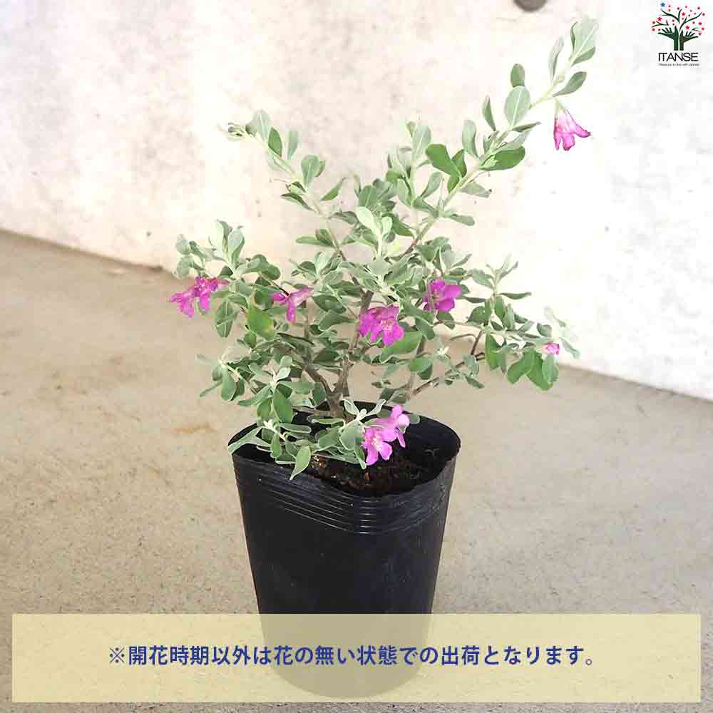 レウコフィルム 3 フルテスケンス ファイバー鉢 シルバーリーフ】 レウコフィルム 『フルテスケンス』 3寸ロングPOT