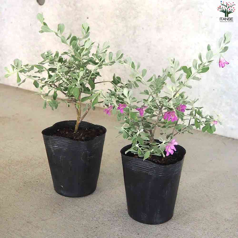 レウコフィルム フルテスケンス 【花苗 3.5号ポット】｜ 【植物の