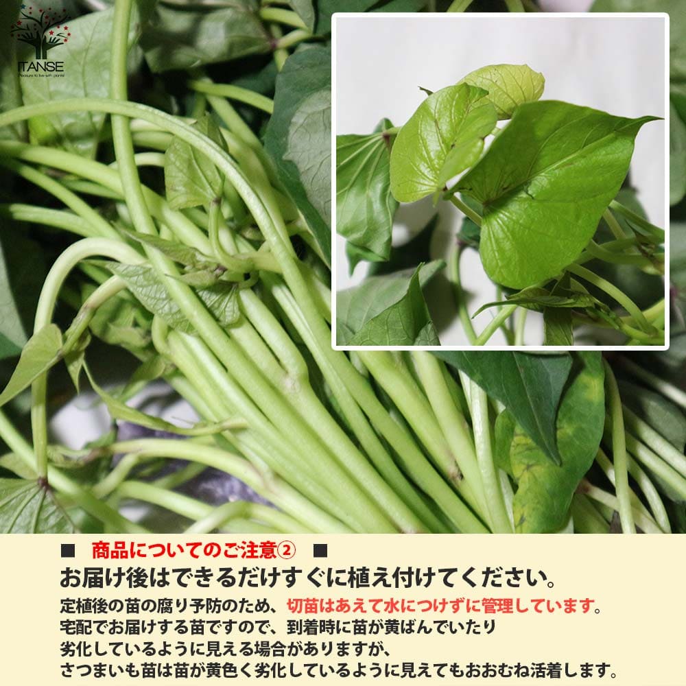 さつまいも切苗 品種：パープルスイートロード【野菜の苗／切苗(約25本/束)】