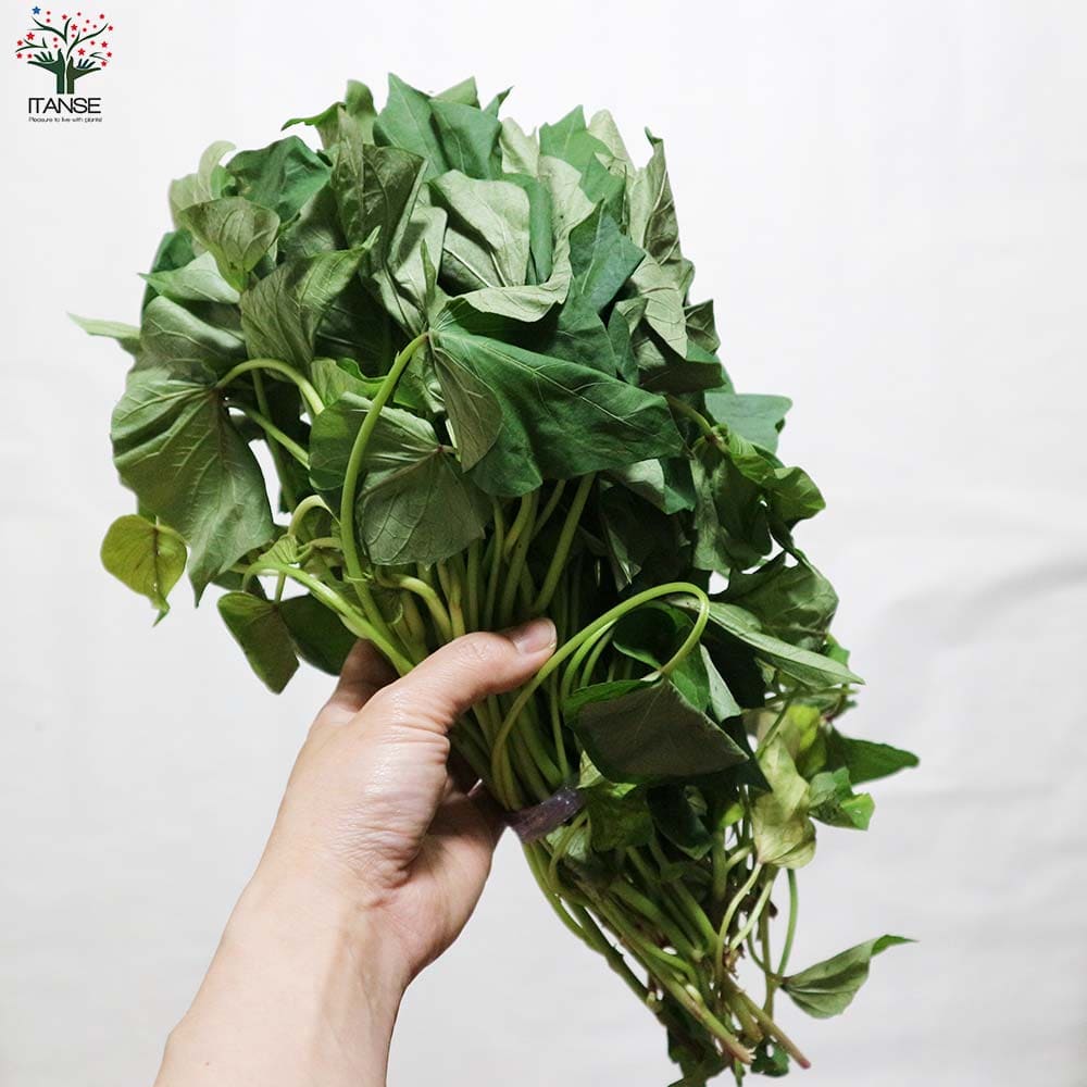 さつまいも切苗 品種：パープルスイートロード【野菜の苗／切苗(約25本