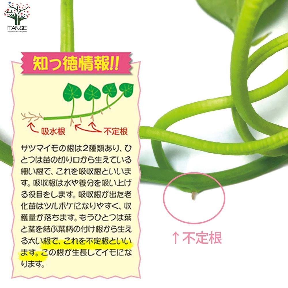 さつまいも切苗 品種：パープルスイートロード【野菜の苗／切苗(約25本