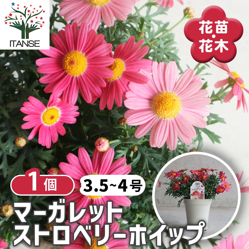 マーガレット ストロベリーホイップ