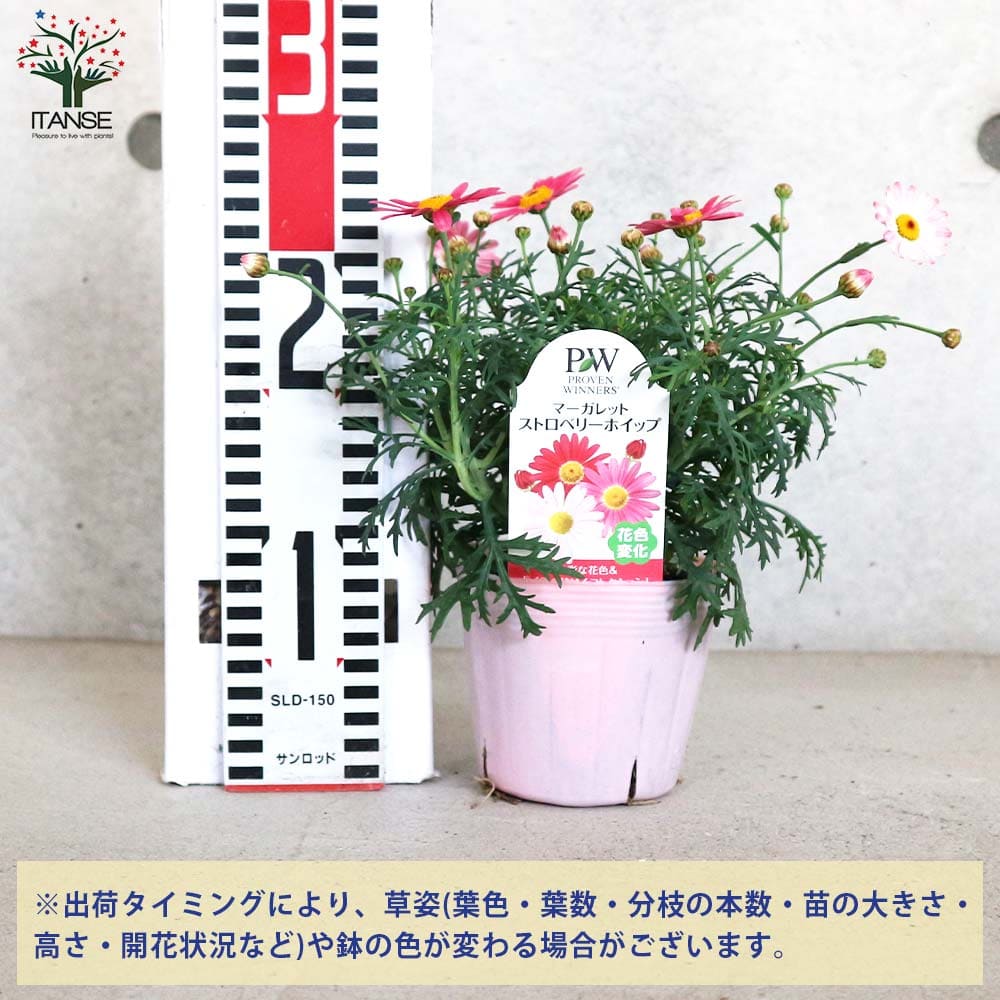 マーガレット ストロベリーホイップ【花苗 3.5～4号鉢】｜ 【植物の