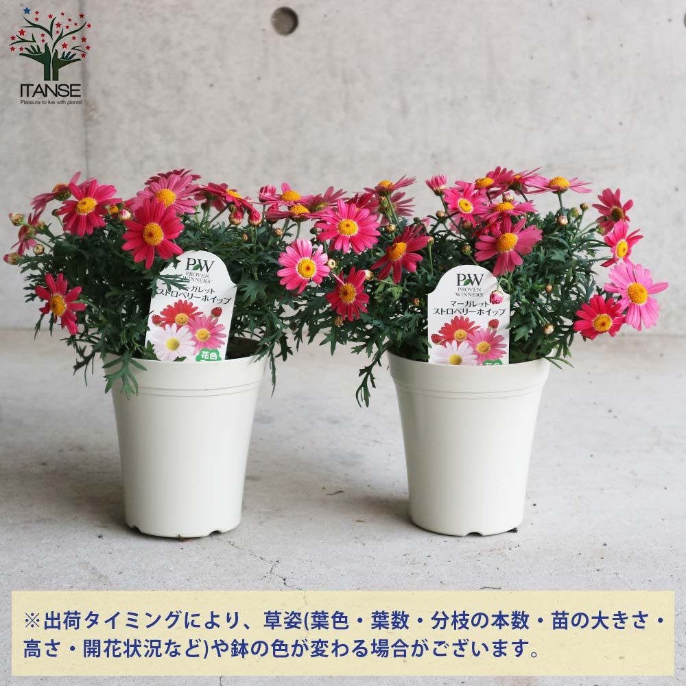 マーガレット・ストロベリーホイップ【花苗 4号鉢】｜ 【植物の