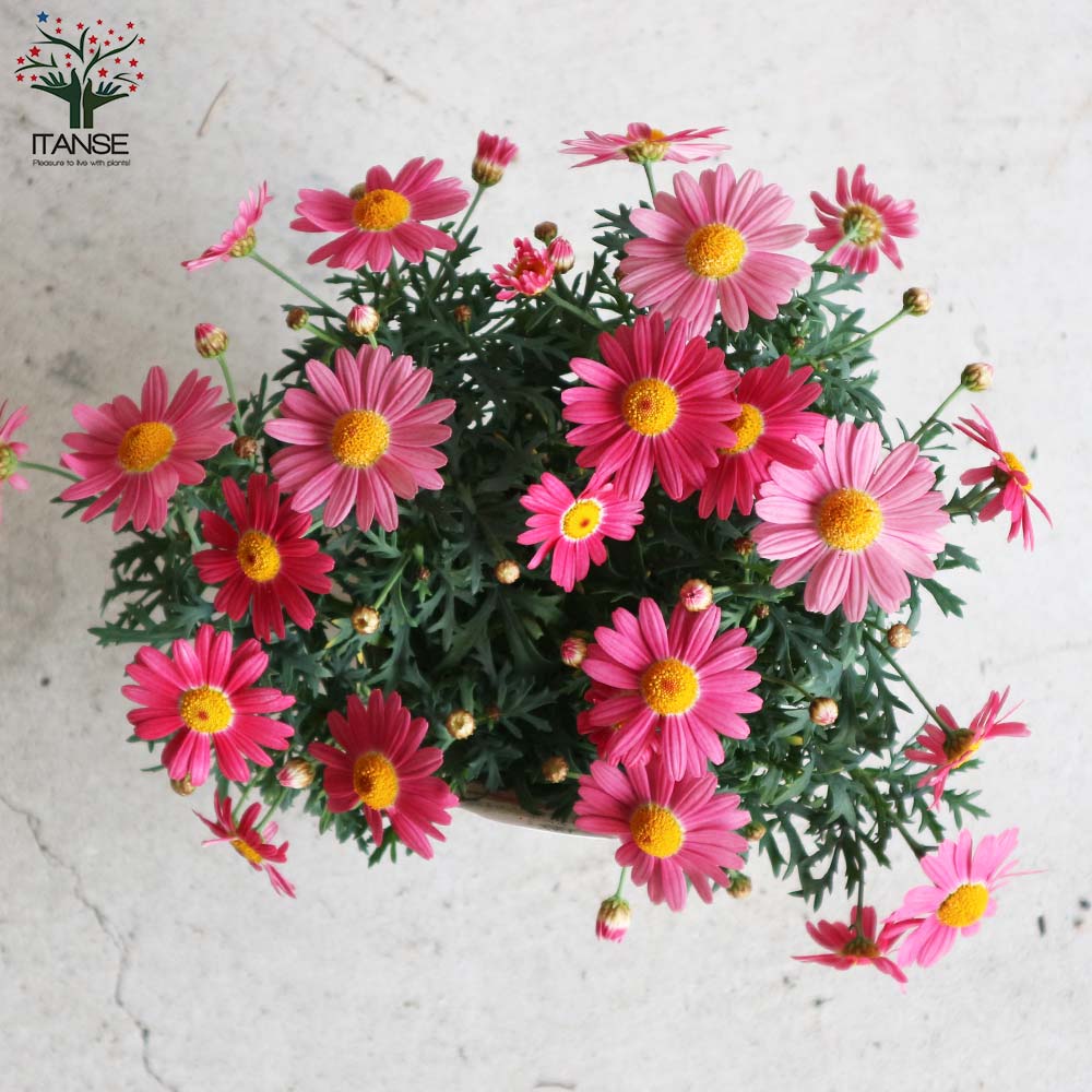 マーガレット・ストロベリーホイップ【花苗 4号鉢】｜ 【植物の