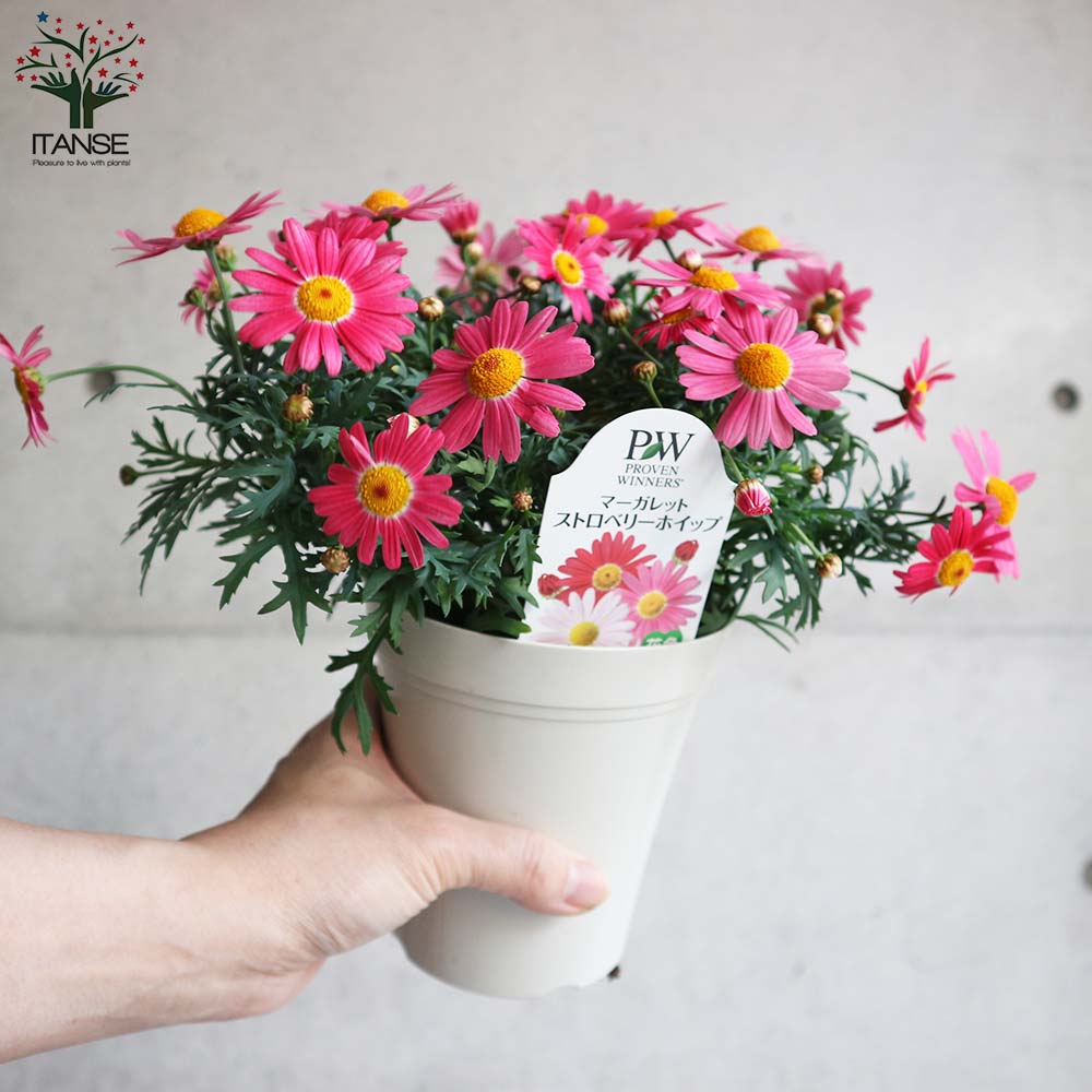 マーガレット・ストロベリーホイップ【花苗 4号鉢】｜ 【植物の