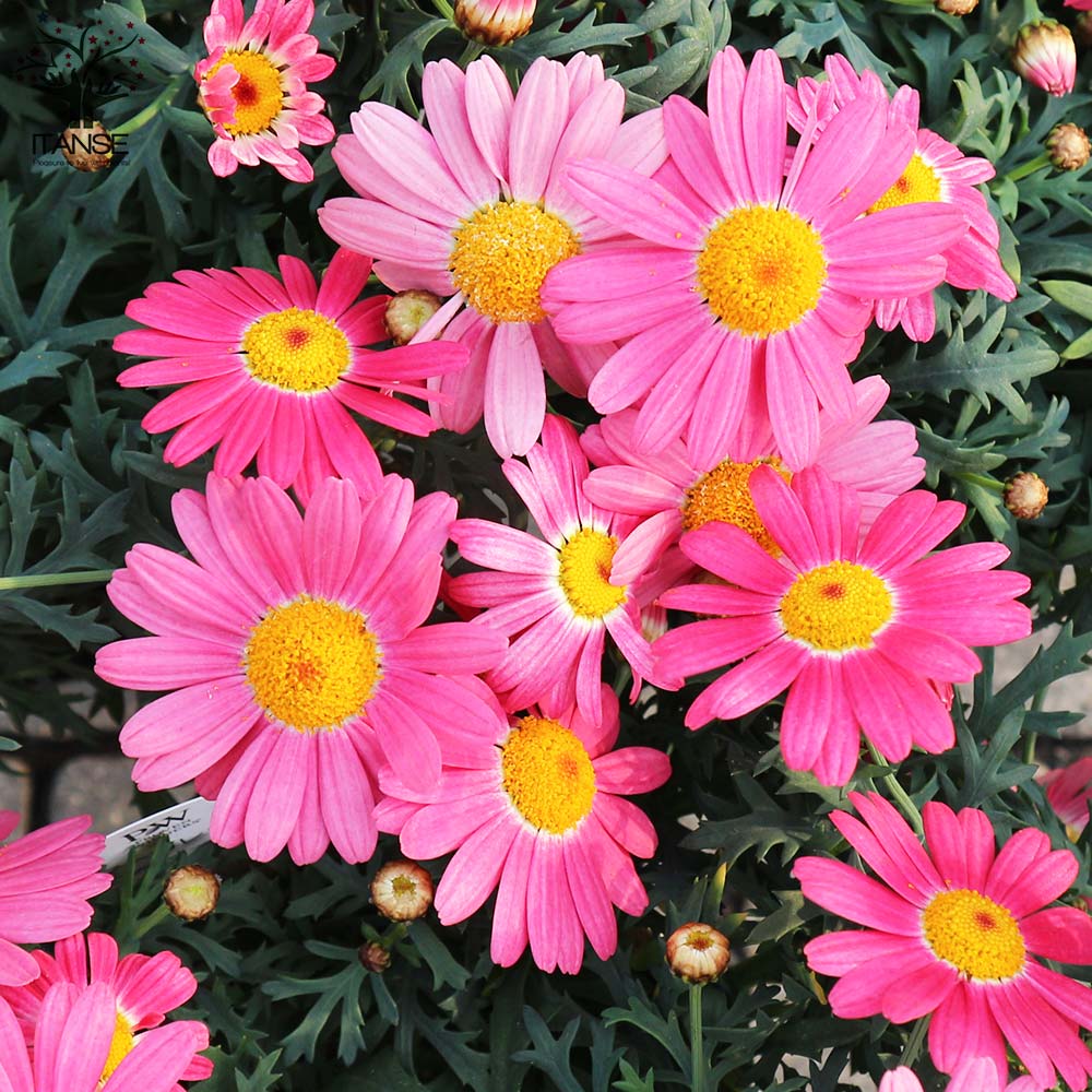 ★大人気★マーガレット ストロベリーホイップ マーガレット ストロベリーホイップ【花苗 5号鉢】｜ 【植物の