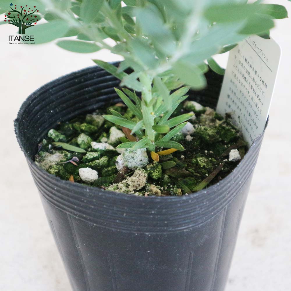 アカシア ブルーブッシュ 大苗 高さ150㌢ アカシア ブルー