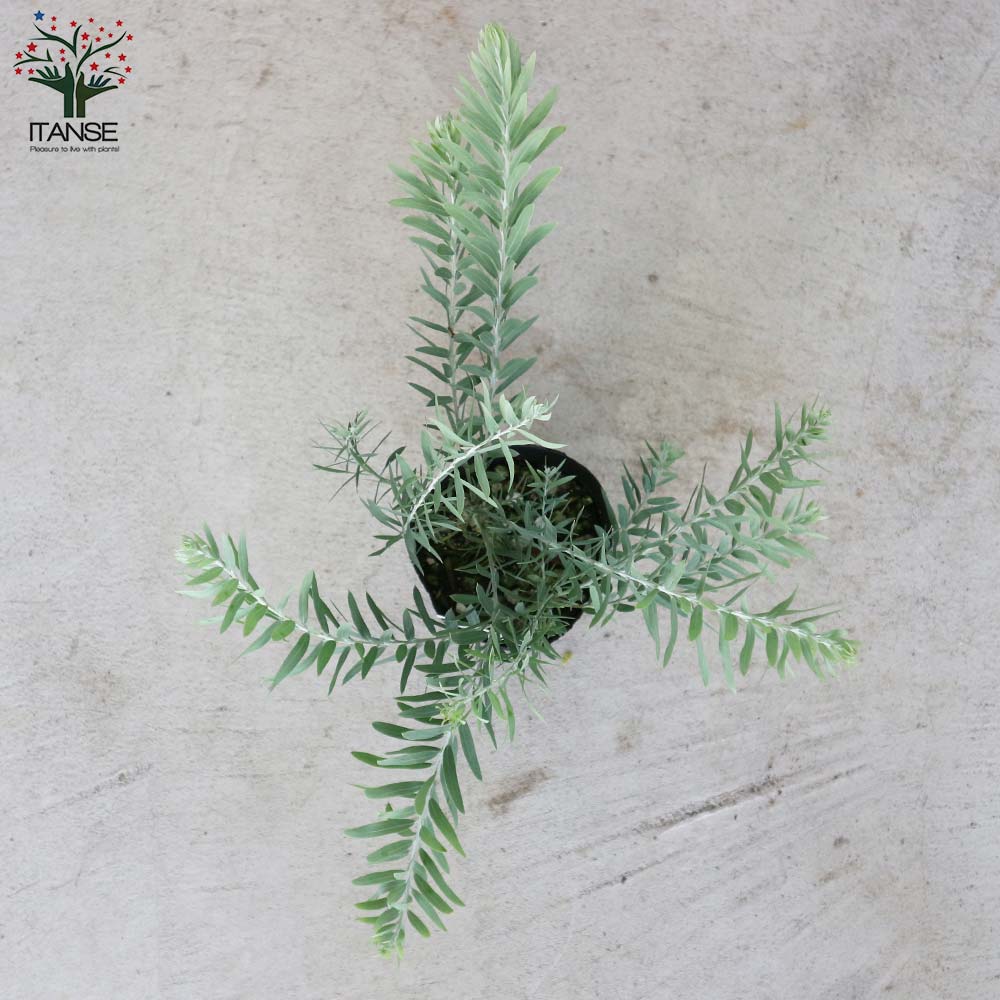 アカシア ブルーブッシュ【庭木 3.5号ロングポット】｜ 【植物の