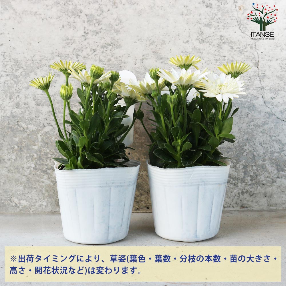 オステオスペルマム❤3苗　抜き苗 オステオスペルマム 苗 3D ディープピンク 3.5号 八重咲き