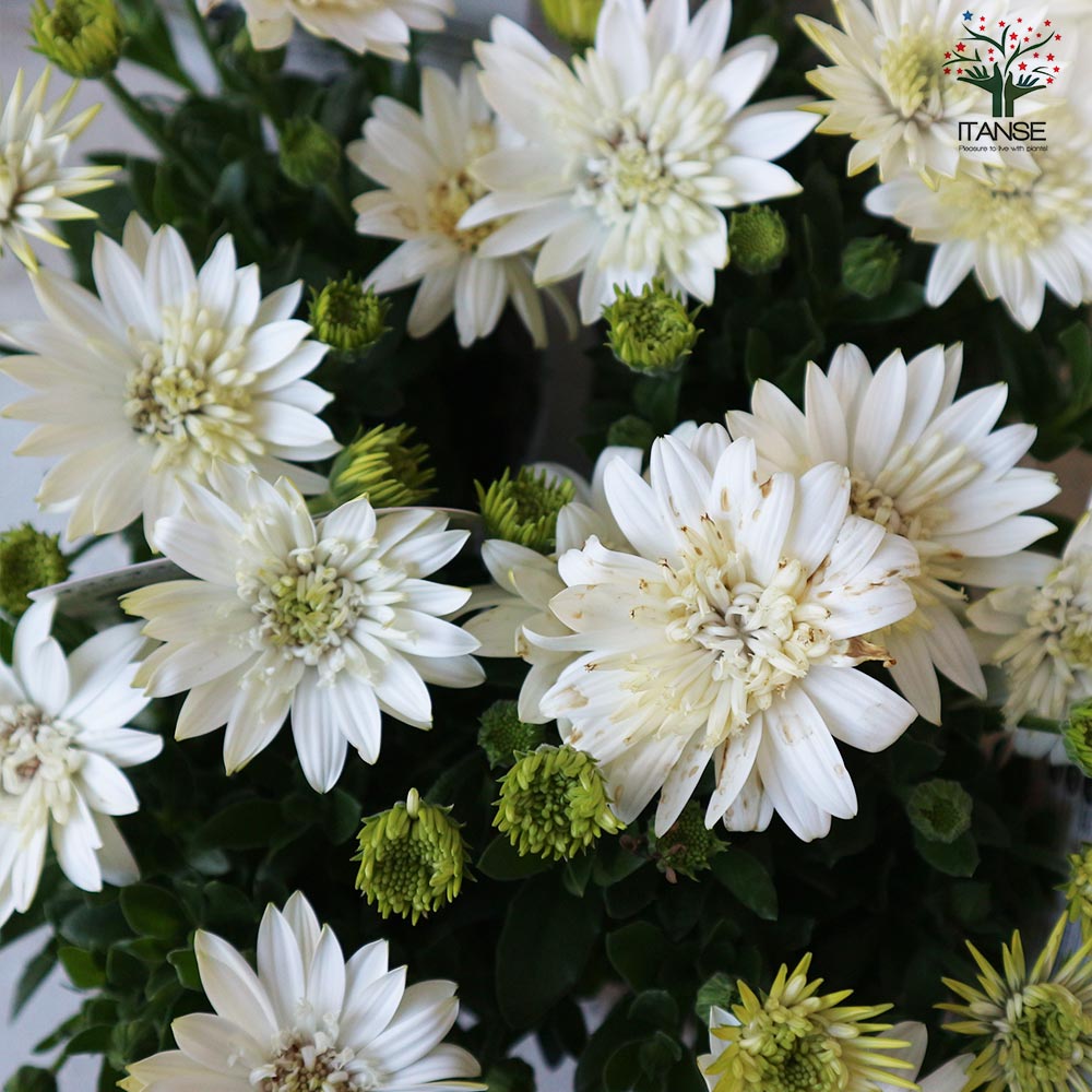 オステオスペルマム 3Dナヌーク【花苗 3.5号鉢】｜ 【植物の