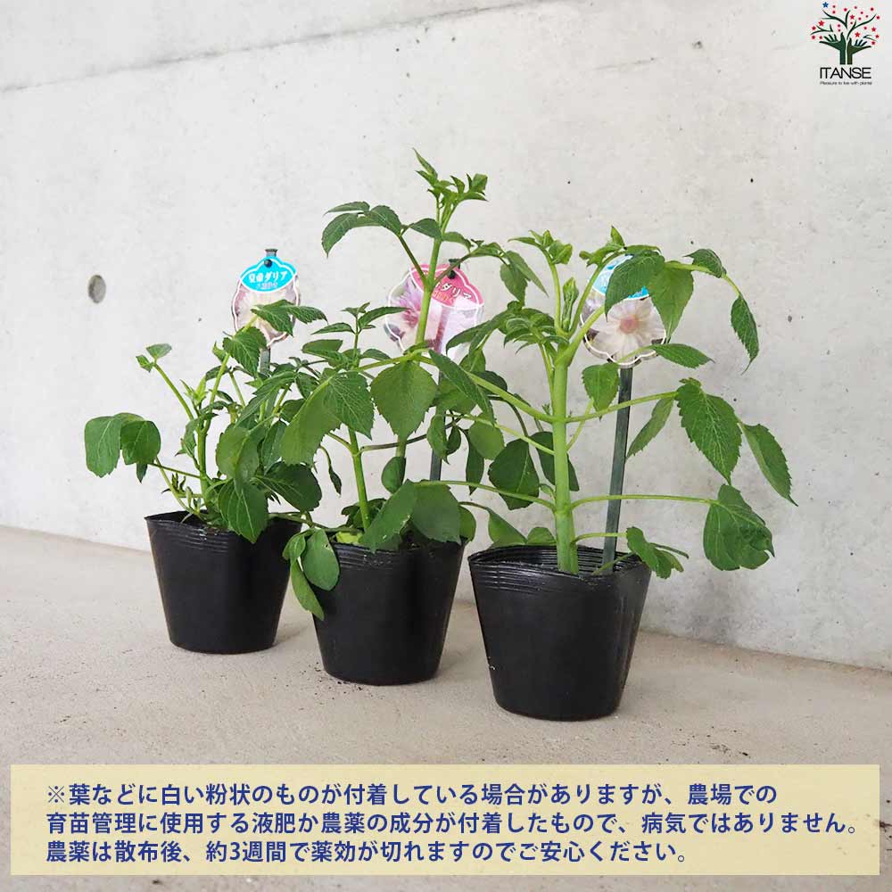 皇帝ダリア カラフル花色ミックス見計い2個～【花苗 3.5号ポット苗
