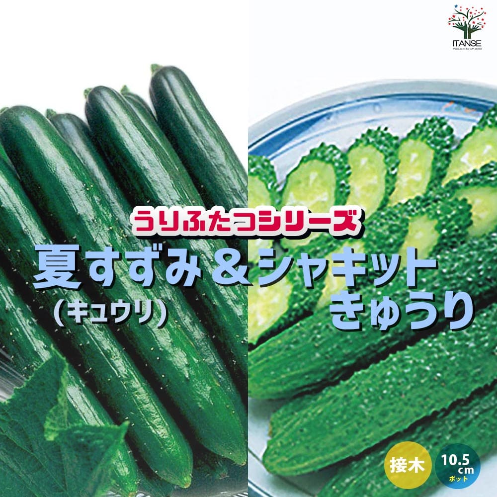 うりふたつシリーズ 夏すずみ(キュウリ)＆シャキットきゅうり2個～【野菜の苗 10.5cmポット 接木苗】