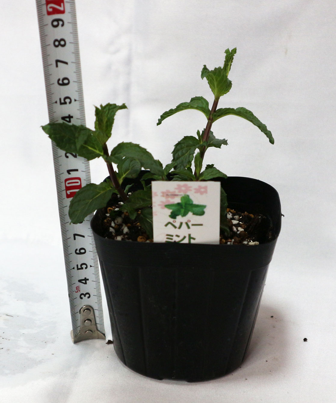 「ペパーミントホワイト」ハーブ10.5cmポット苗 通年植付け可能!【2個セット】