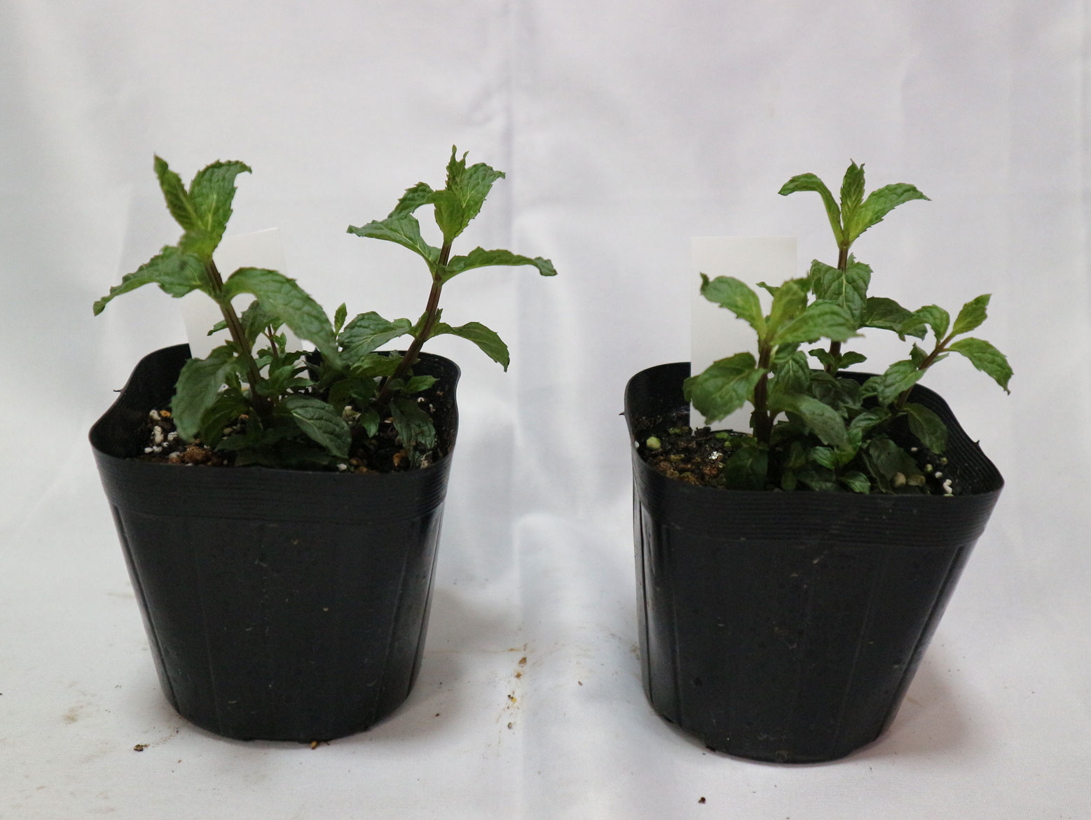 「ペパーミントホワイト」ハーブ10.5cmポット苗 通年植付け可能!【2個セット】