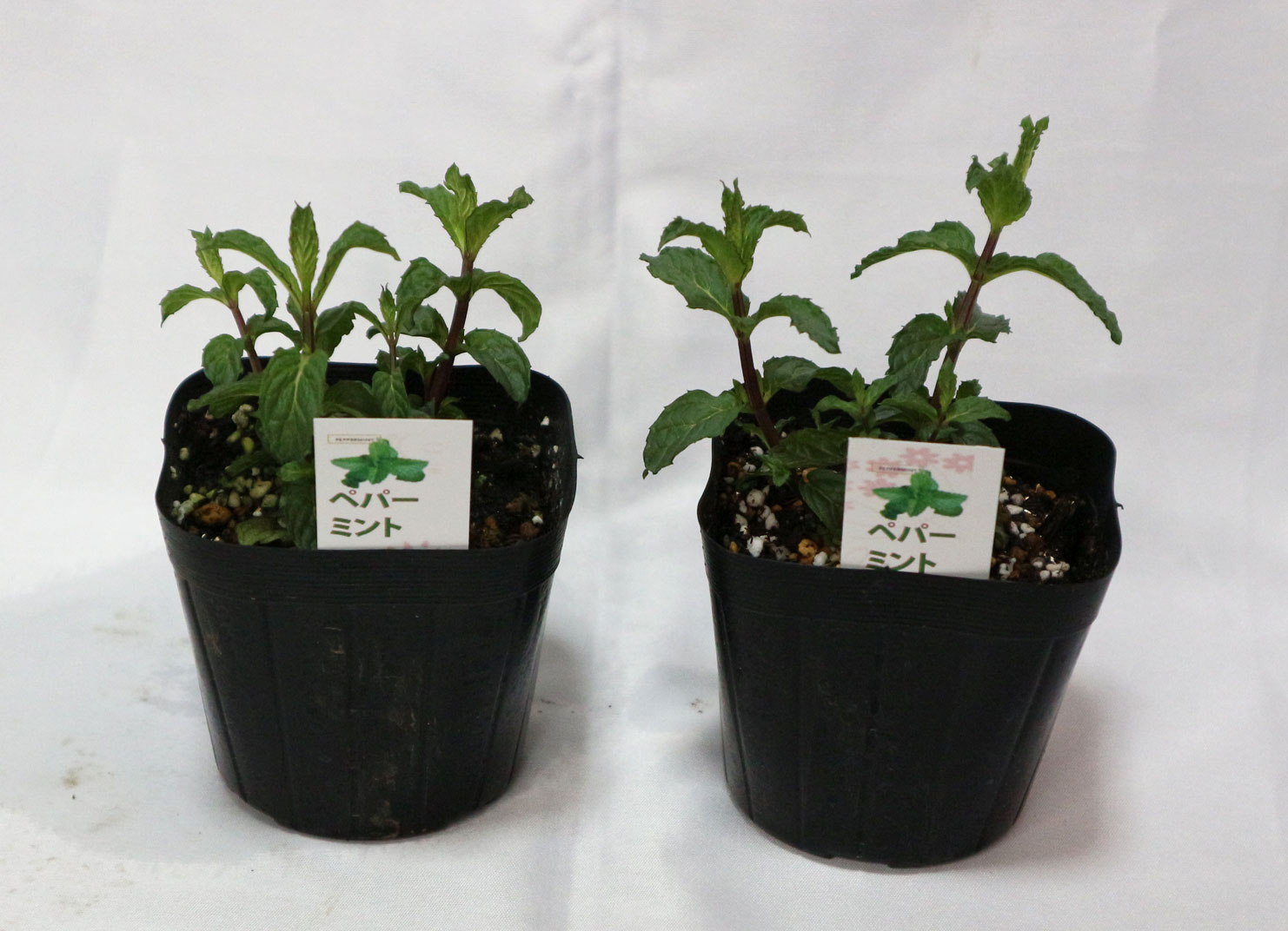 「ペパーミントホワイト」ハーブ10.5cmポット苗 通年植付け可能!【2個セット】