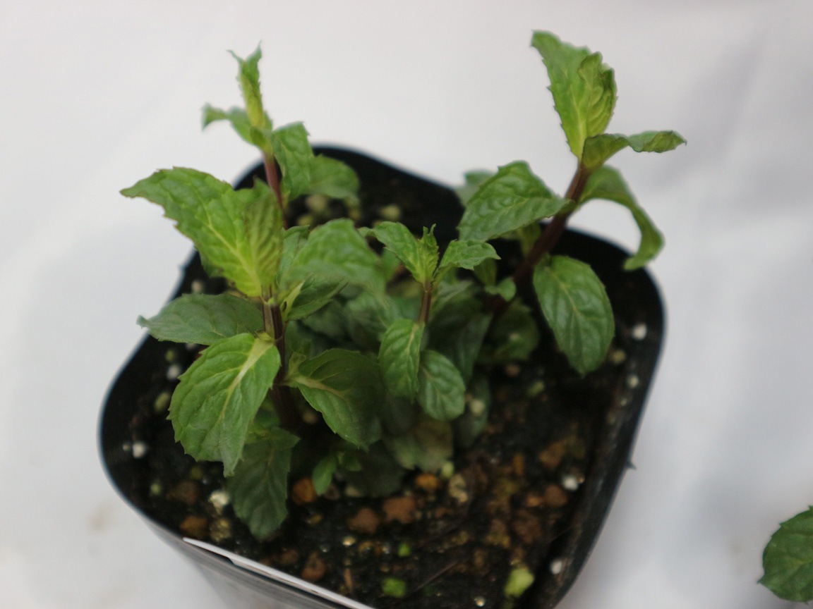 「ペパーミントホワイト」ハーブ10.5cmポット苗 通年植付け可能!【2個セット】