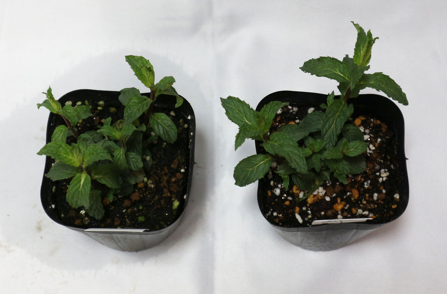 「ペパーミントホワイト」ハーブ10.5cmポット苗 通年植付け可能!【2個セット】