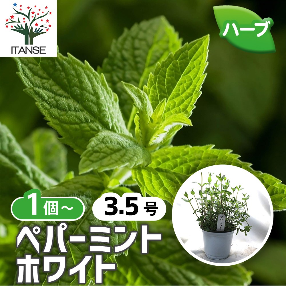 ペパーミント ホワイト【ハーブ苗10.5cmポット／1個～】｜ 【植物の