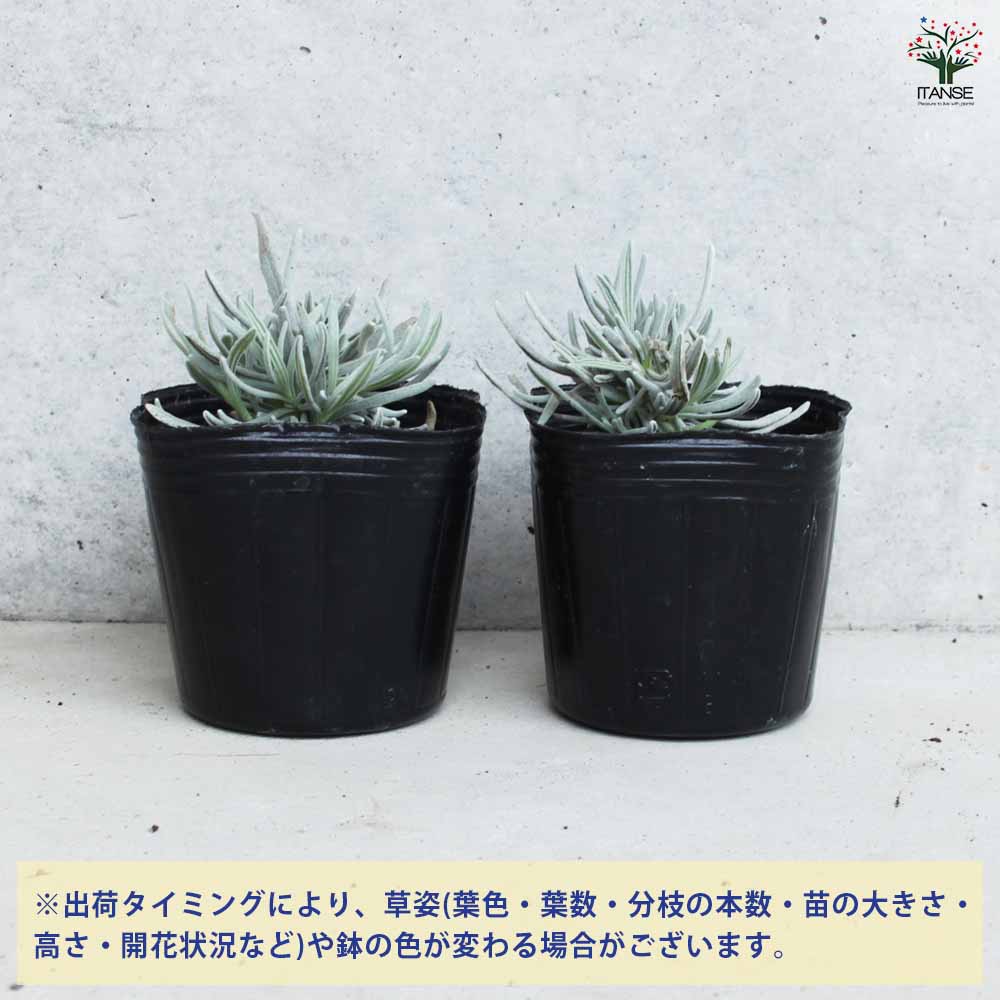 ラベンダー ソーヤーズ 2個～【ハーブの苗 3号ポット】｜ 【植物の  
