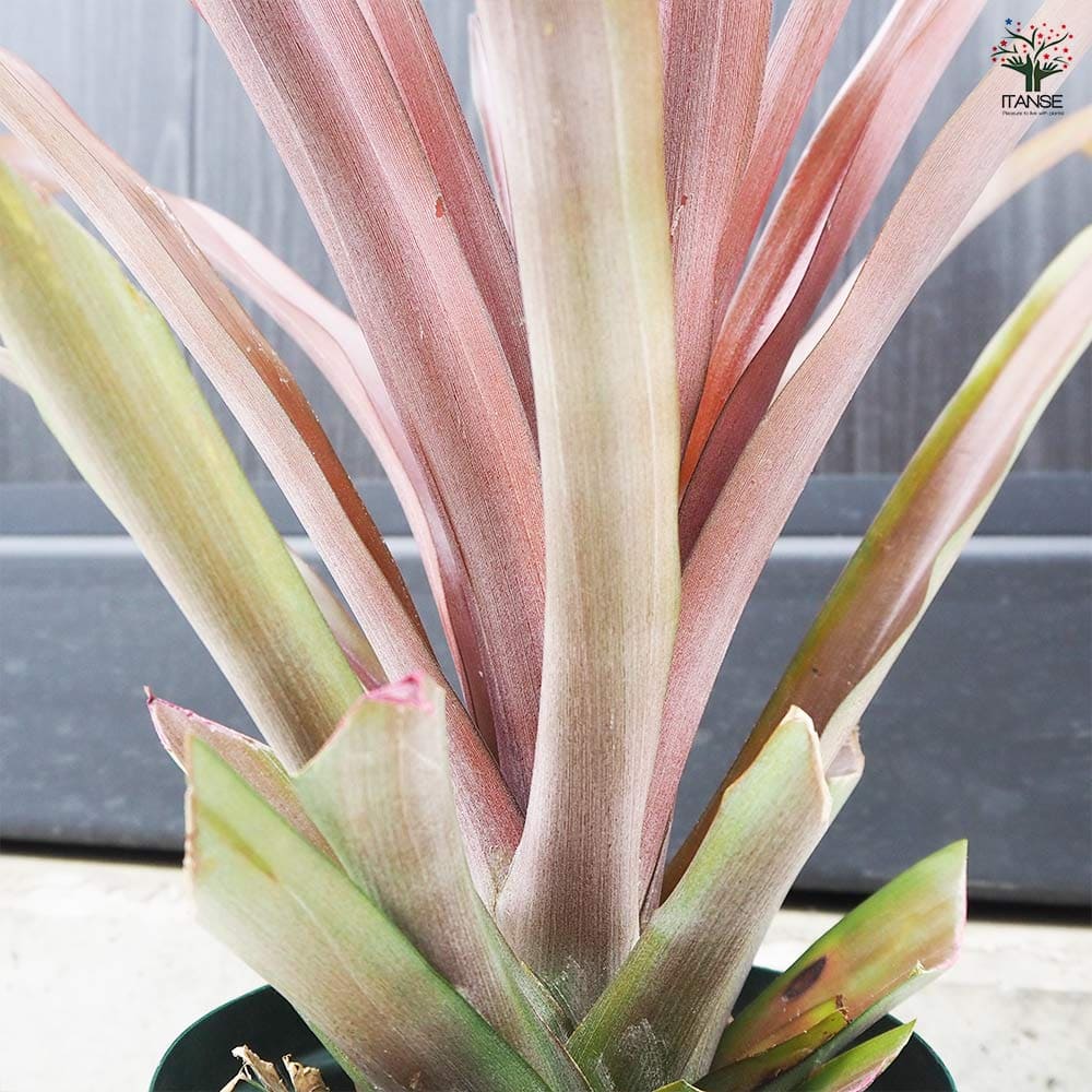 新品未使用 夏 スイカ パイナップル サボテン 雑貨 ポーチ ランチ