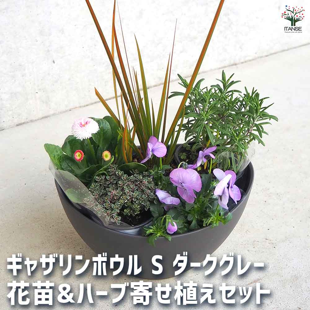ギャザリン ボウル ダークグレー 【資材 Sサイズ 季節の花苗＆カラーリーフ寄せ植え風 投げ込みCセット】