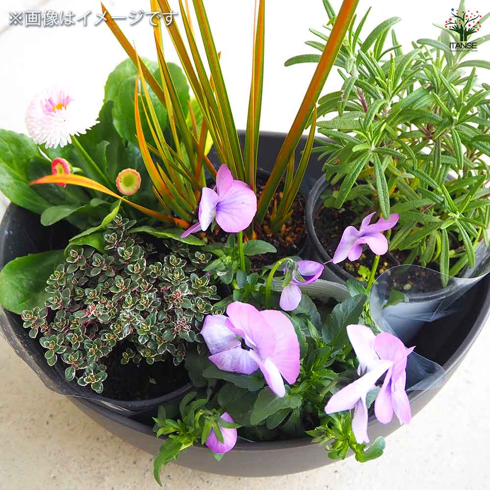 カラフル植物デザイン変形ボウル カラフル植物デザイン変形ボウル