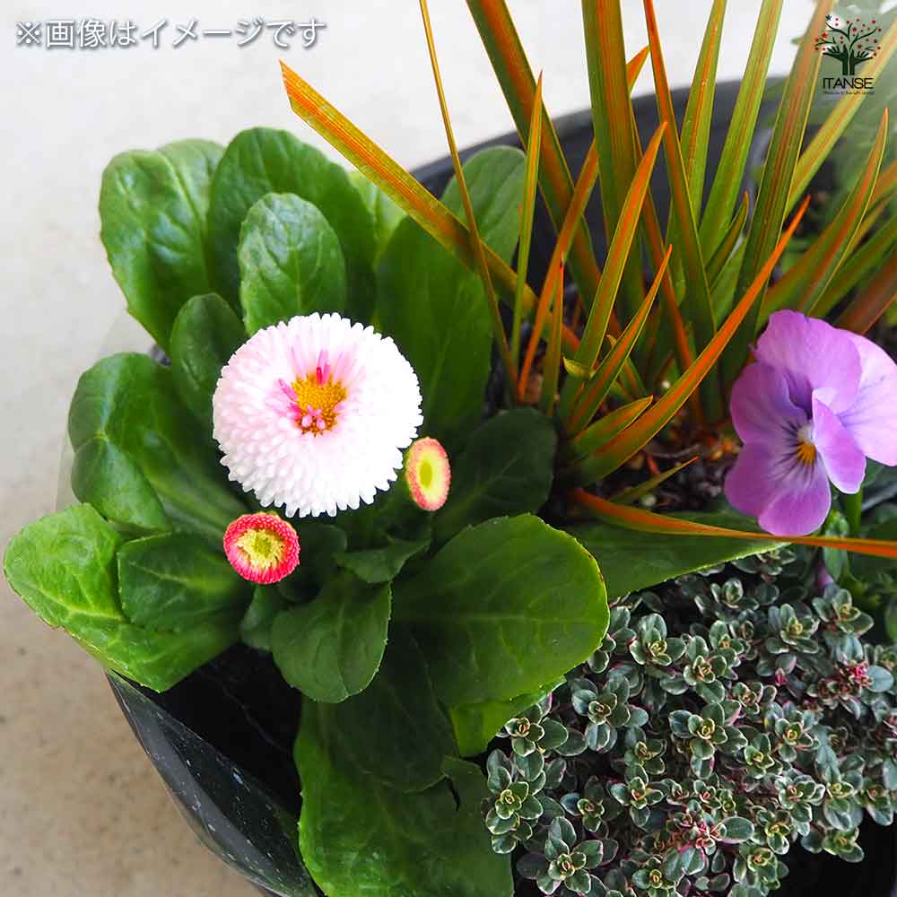 ギャザリン ボウル ダークグレー 【資材 Sサイズ 季節の花苗＆カラー